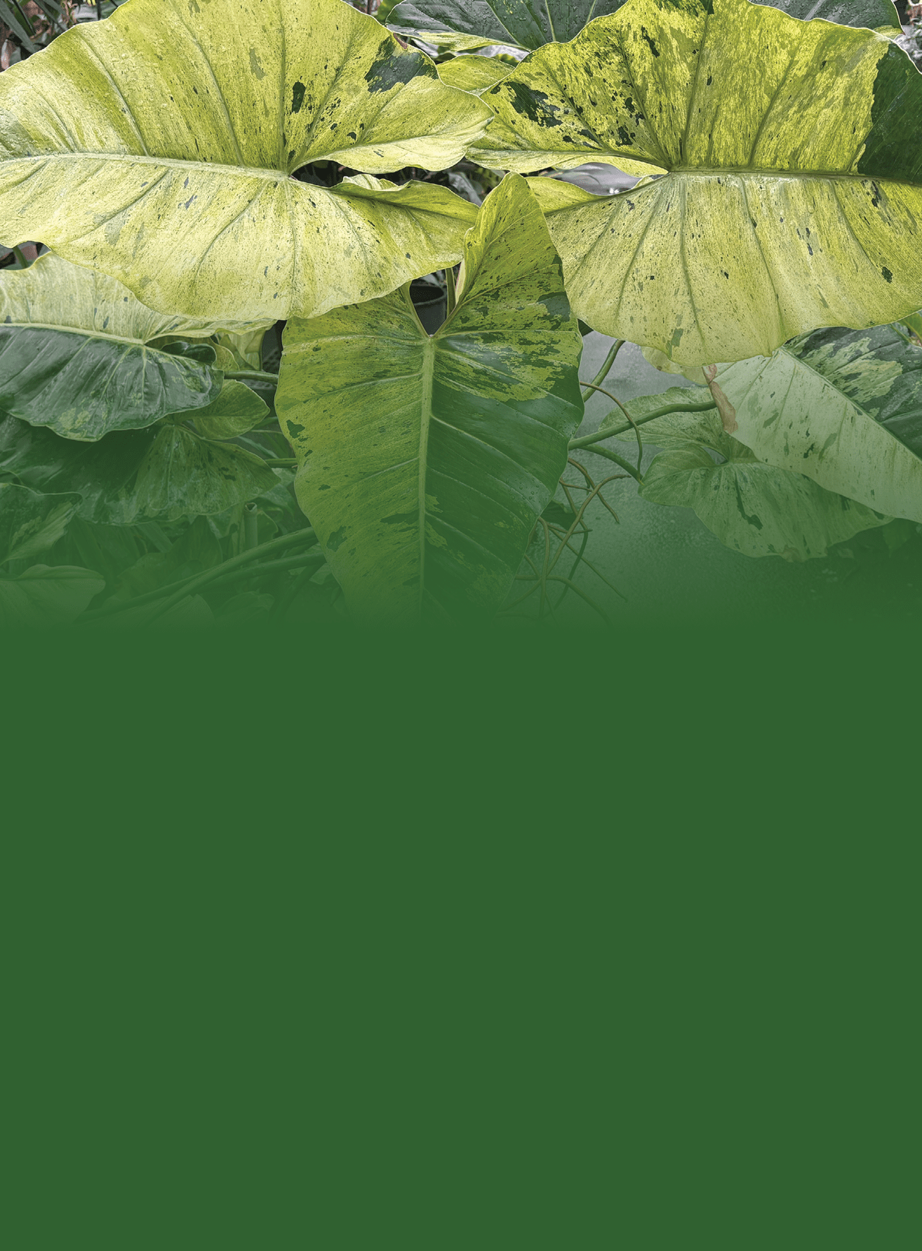 A large green leafy plant with a long stem is in a pot. AI generated content