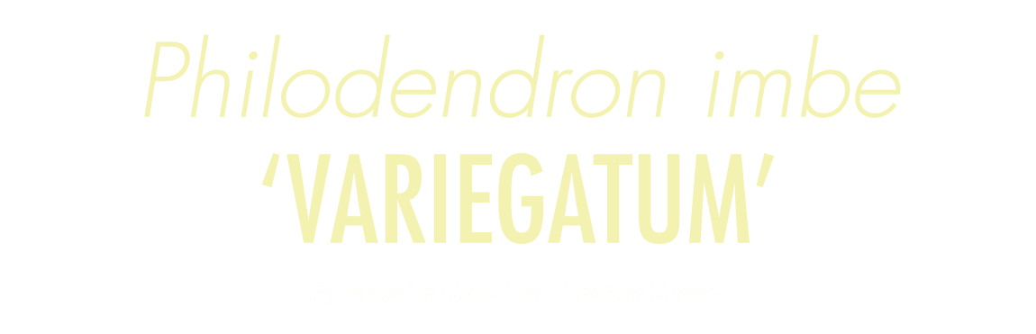 Philodendron imbe ‘Variegatum’ By Nicholas Giaquinto, Assistant Curator