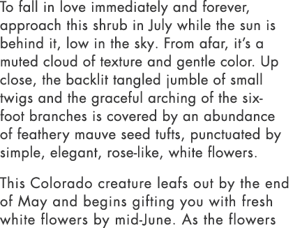 To fall in love immediately and forever, approach this shrub in July while the sun is behind it, low in the sky. From...