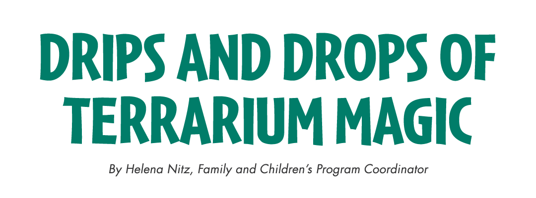 Drips and Drops of Terrarium Magic By Helena Nitz, Family and Children’s Program Coordinator