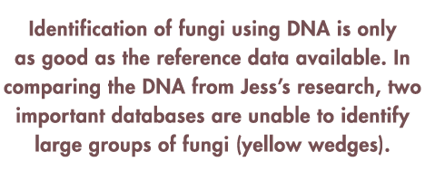 Identification of fungi using DNA is only as good as the reference data available. In comparing the DNA from Jess’s r...