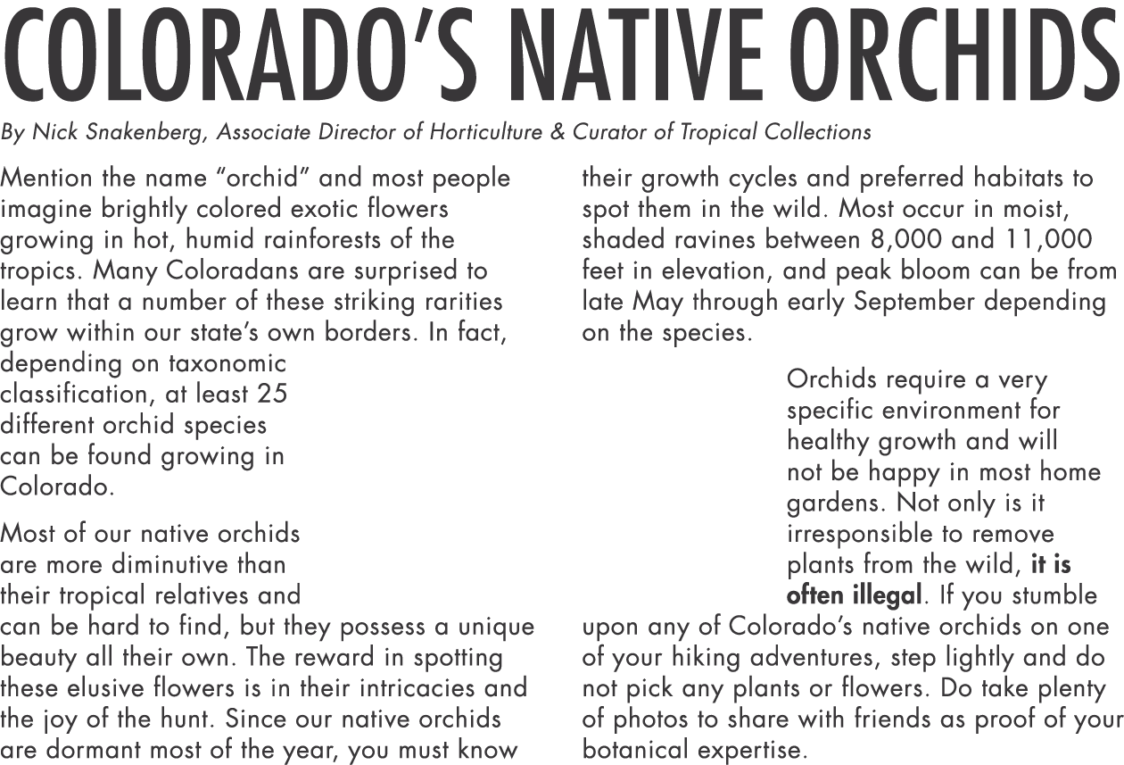 Colorado s Native Orchids By Nick Snakenberg, Associate Director of Horticulture & Curator of Tropical Collections Me   