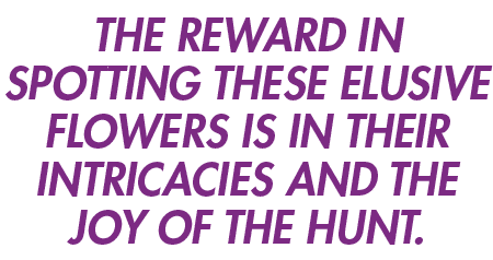 The reward in spotting these elusive flowers is in their intricacies and the joy of the hunt 