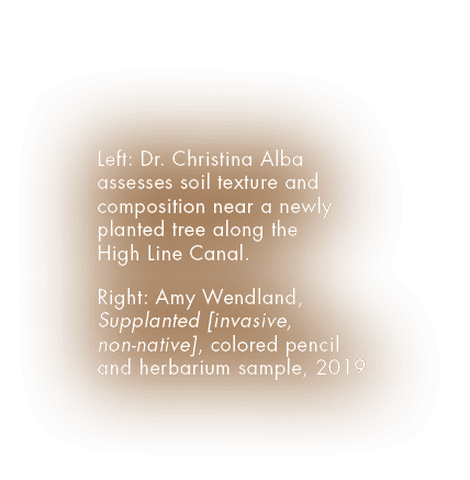 Left: Dr. Christina Alba assesses soil texture and composition near a newly planted tree along the High Line Canal. R...