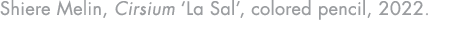 Shiere Melin, Cirsium ‘La Sal’, colored pencil, 2022.