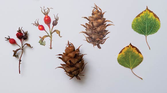 Visiting Artist, Botanical Illustrator and Painter, Asuka Hishiki. www.greenasas.com