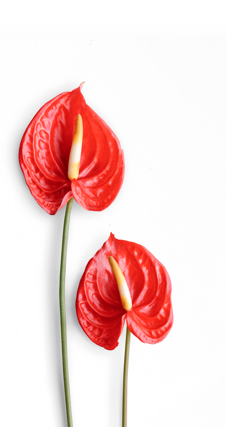 Red anthurium on a light gray background
