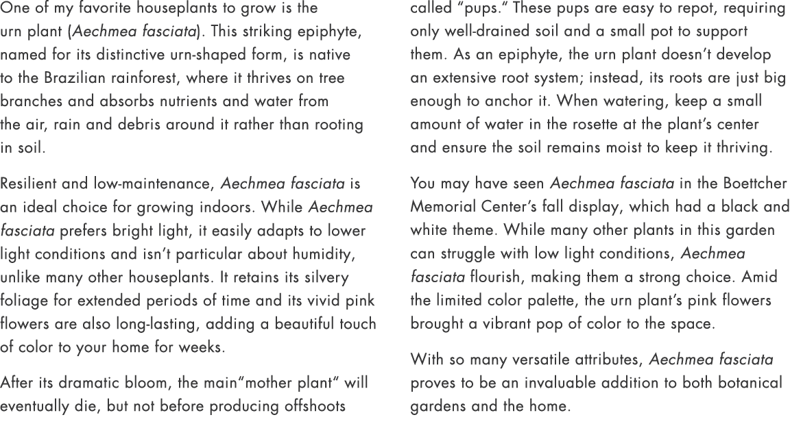 One of my favorite houseplants to grow is the urn plant (Aechmea fasciata). This striking epiphyte, named for its dis...