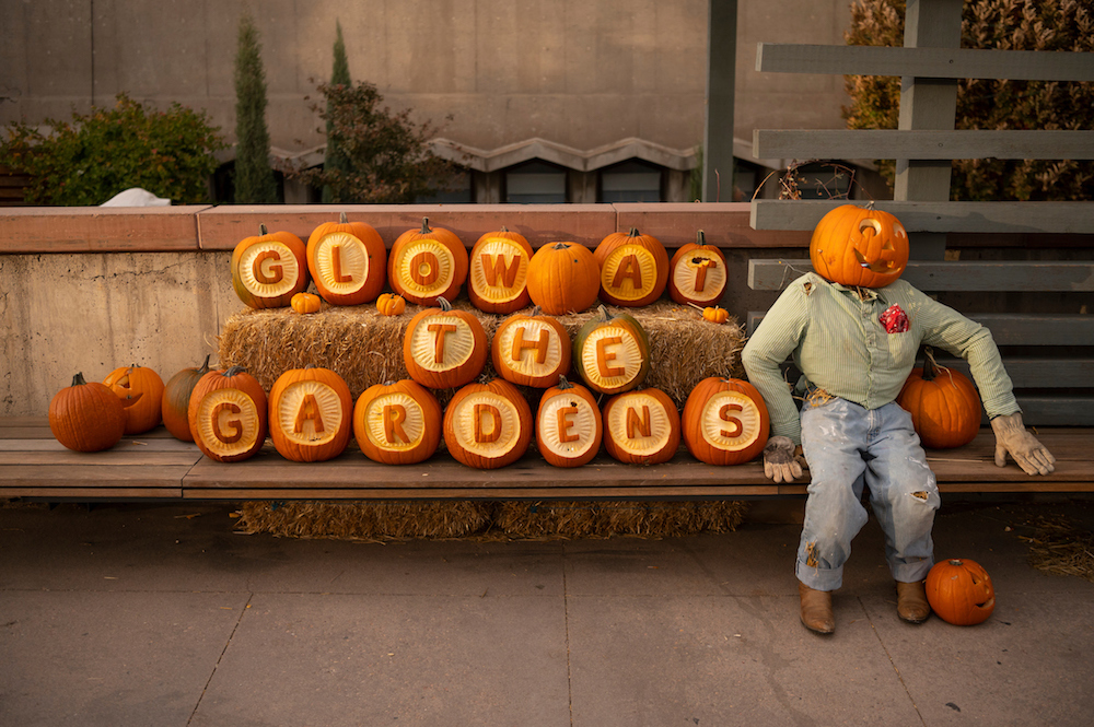 Glow At The Gardens Denver Botanic Gardens