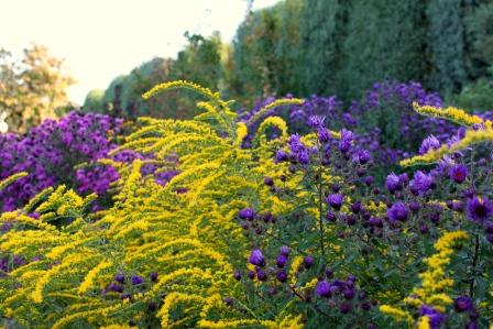 Asters and Goldenrod
