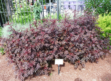  Best of Show: Hibiscus ‘Mahogany Splendor,’ PAS Entry