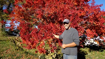 A Tale Of Two Gorgeous Maples Sad But True Denver Botanic Gardens,Best Emergency Food To Buy