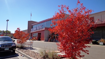 Amur maple at box store