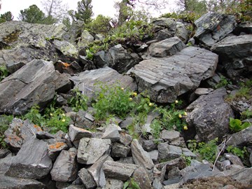 Corydalis nobilis 2