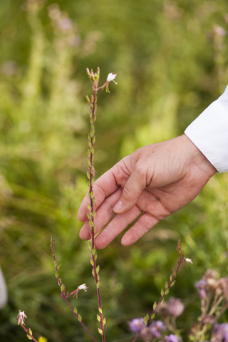 Gaura neomexicana ssp. coloradensis