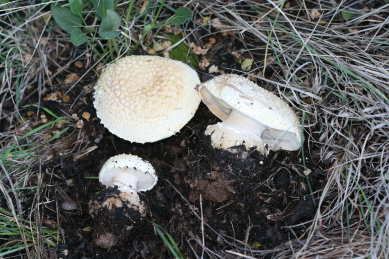 Amanita spp mushroom- a new species?