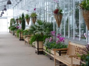 Orchid Showcase In Denver Botanic Gardens Orangery Denver