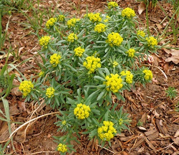 Euphorbia cyparissius 