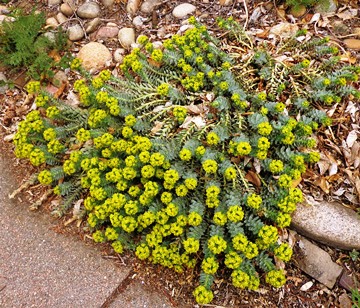 Euphorbia myrsinites