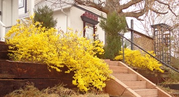 Forsythia x bronxensis DSC04876