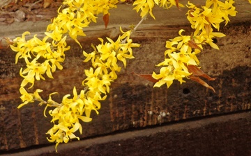 Forsythia x bronxesnsis DSC04863