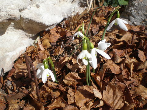 Galanthus-peshmenii