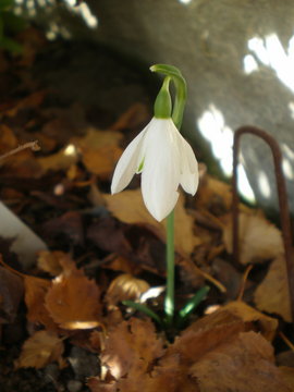 Galanthus-reginae-olgae