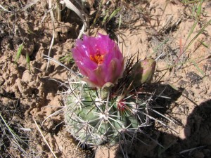 "Sclerocactus glaucus"