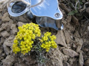 Dudley Bluffs bladderpod