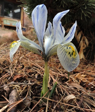 Iris 'Katharine Hodgkin' DSC03320