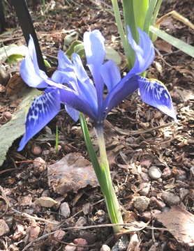 Iris histrioides 'Major' DSC09527