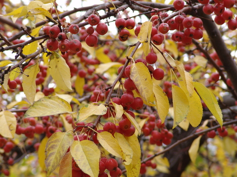 Malus 'Beverly'