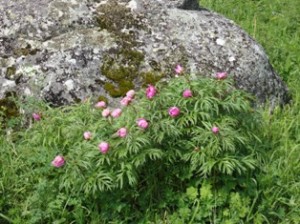 Paeonia anomala on Burkhat pass