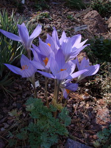 Crocus speciosus