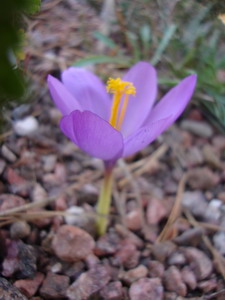 Crocus nudiflorus