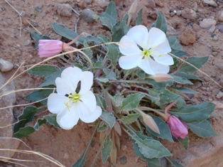 Evening primrose (Oenothera caespitosa)