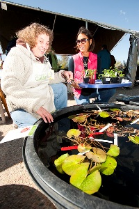 At the Plant Sale