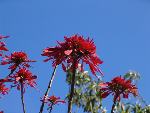 Poinsettia