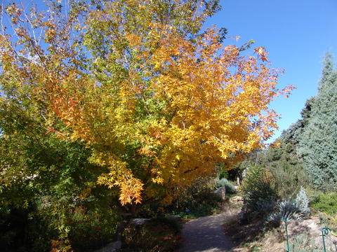 Quercus texana