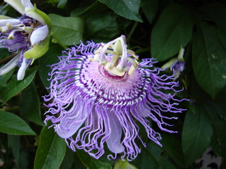 Passion Flower Passiflora caerulea