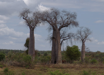 Adansonia za