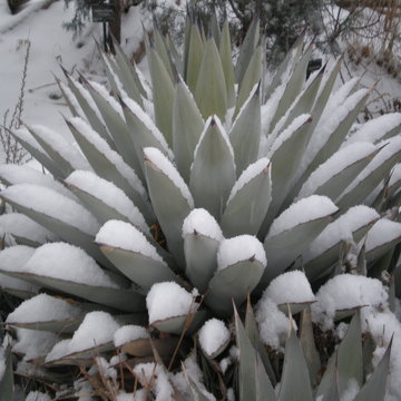 agave resized