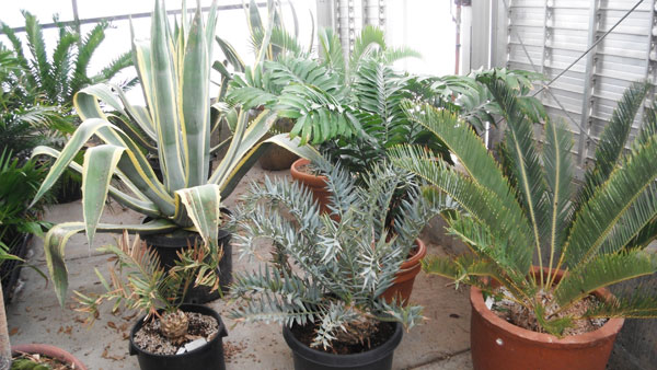 Agave