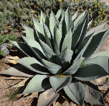 Agave havardiana