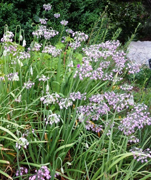 Allium cernuum