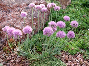 Allium senescens v. glaucum