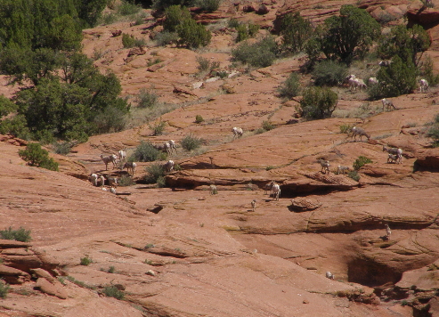 Bighorn sheep spotted during the bioblitz