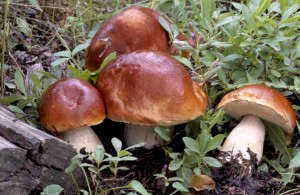 boletus_edulis