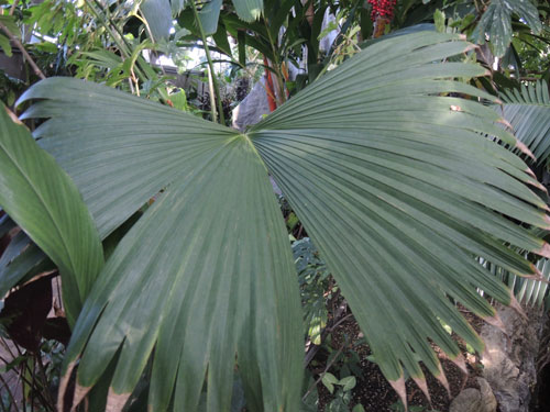 Carludovica palmata