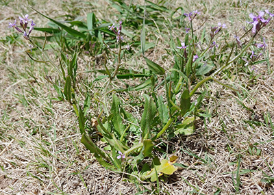 Chorispora tenella